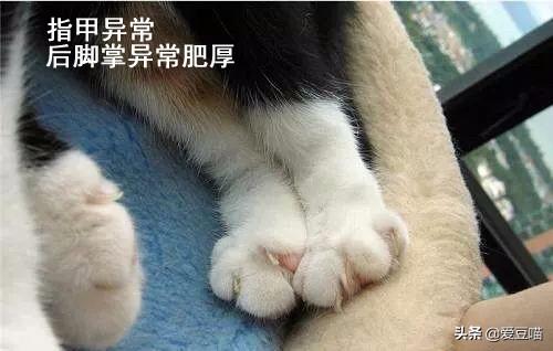苏格兰高地折耳猫咋喂:该怎么给折耳猫补充营养？ 苏格兰折耳猫怎么养经验分享