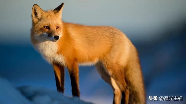 世界上有人拍到九尾狐，故事书里的青丘九尾狐真的存在吗