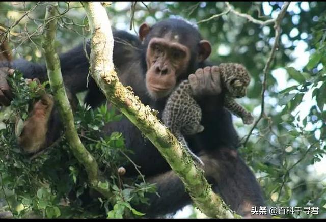 克罗斯河大猩猩:为什么感觉花豹经常能轻易杀死黑猩猩和大猩猩并且捕食？