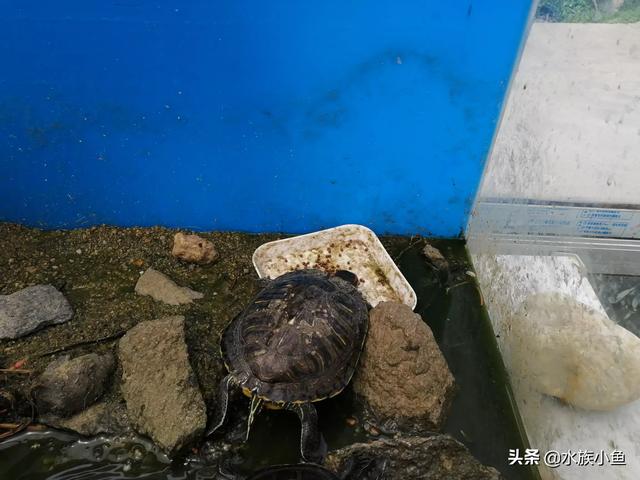 巴西龟冬眠水位:养巴西龟一天要换几次水？