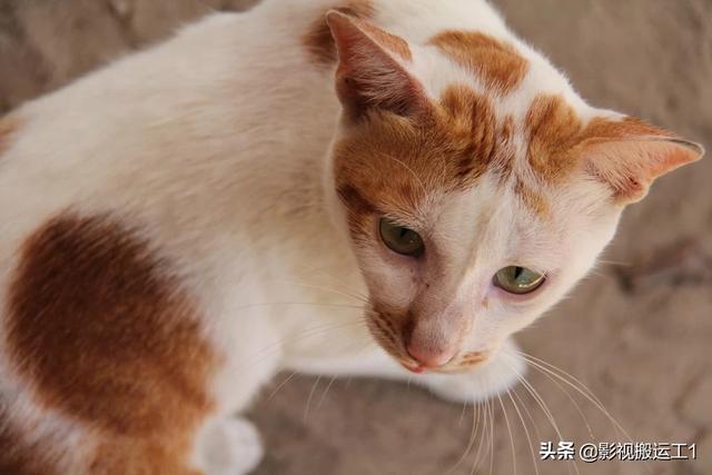 猫食欲不振精神萎靡:猫没精神,不吃,不喝,总睡觉怎么办？