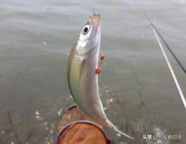 雷达鱼开口:雷达鱼开口饲料 窝打过了，鱼星很多就是不开口，应该怎么解决？