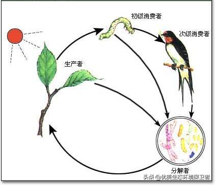 猞猁与少女交尾:为什么食肉动物繁殖率都很低，食草动物繁殖率这么高？