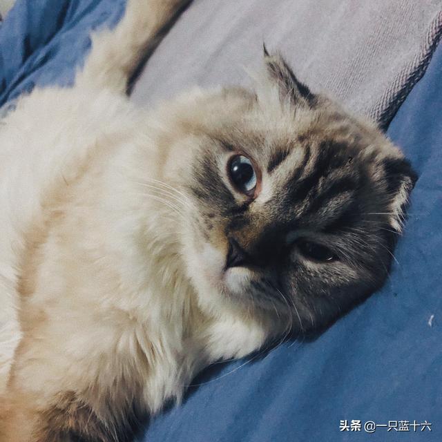 吸猫毒是什么情况:猫咪打喷嚏咳嗽的病毒会传染吗？