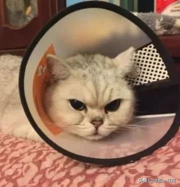 伊丽莎白鼠:公猫绝育刀口用碘伏擦行吗？