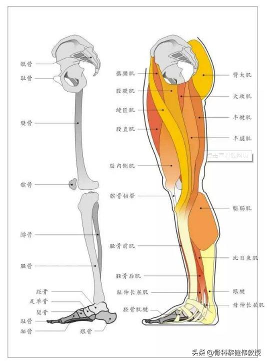 膝盖肌肉结构图解剖图图片