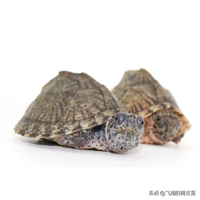 水龟:这种乌龟是水龟还是陆龟啊？