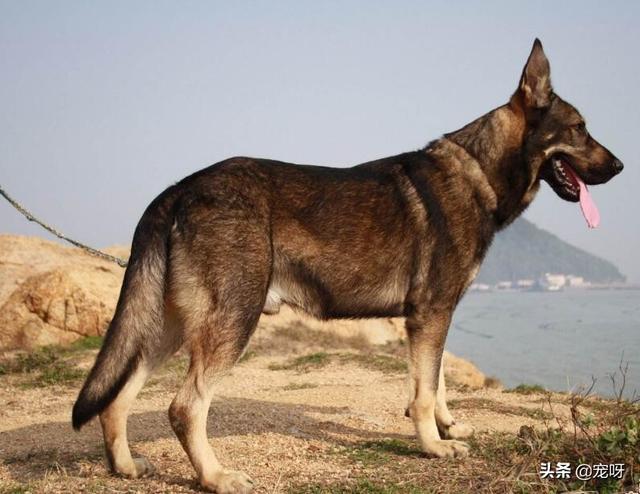 昆明犬图片:我国的昆明犬打得过比特犬吗？