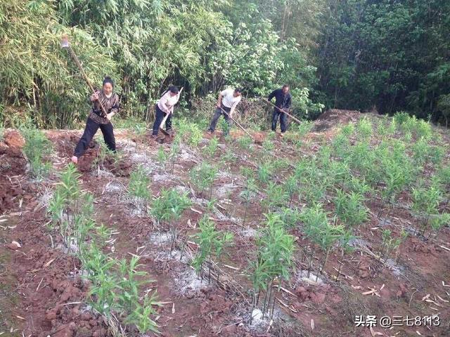 现在种植中药材赚钱吗？