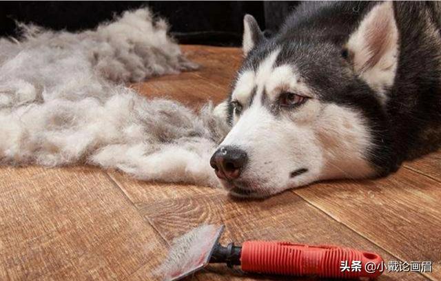 中国宠物狗的品种及图片大全:你认为在中国哪10种狗狗最受欢迎？