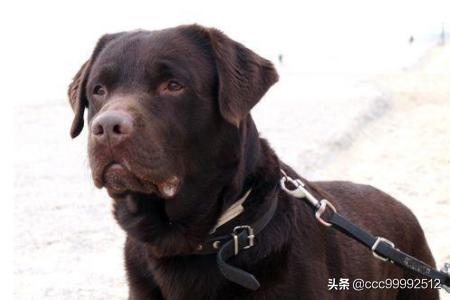 拉布拉多猎犬:拉布拉多猎犬吐泡沫是什么病？