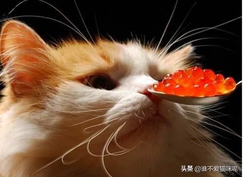 猫咪放屁拉稀带血:猫咪拉肚子了吃什么药才能好，猫一直拉肚子该给吃什么药？