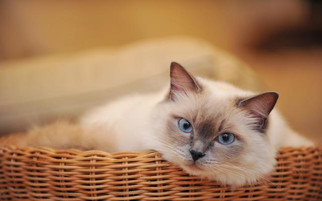 狸花猫:你知道哪些关于狸花猫的冷知识？