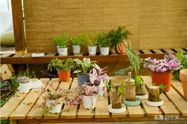非洲堇养殖方法:龙须兰的养殖方法和注意事项？