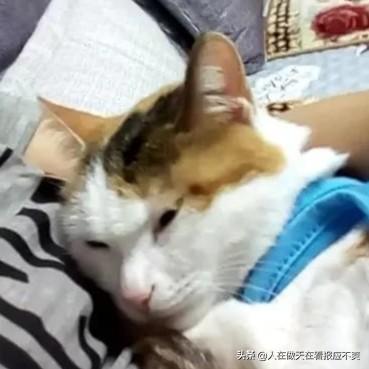 宠物猫:猫咪是否需要另一只猫的陪伴？ 宠物猫品种