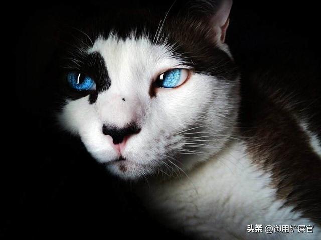 奶牛银斑龙猫怎么分:奶牛猫毛色为什么不浓密？ 龙猫奶牛和银斑的区别求回答