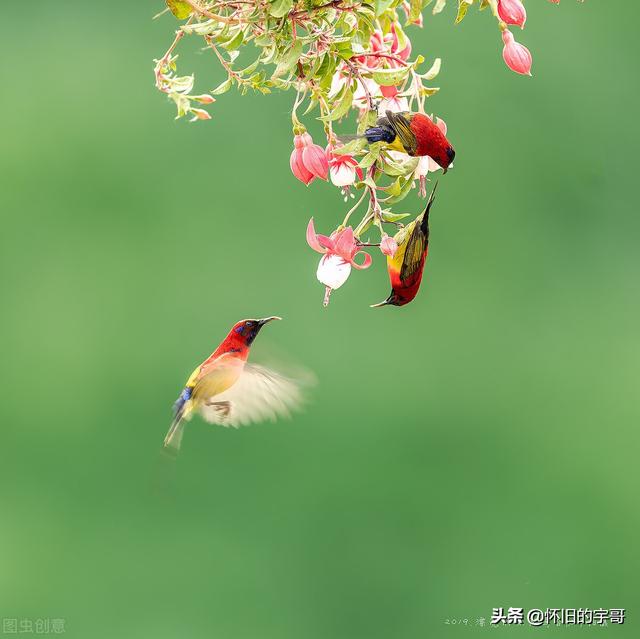 斑鸠叫声中华媒鸟论坛:农村斑鸡很常见，近日为何不见踪影？
