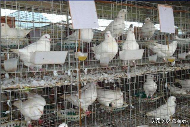 仑替鸽:农村养殖肉鸽可行吗？需要注意哪些问题？