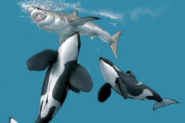 水下中国 纪录片在线观看，鲨鱼碰上虎鲸动都不动，任凭虎鲸撕咬，这是为什么