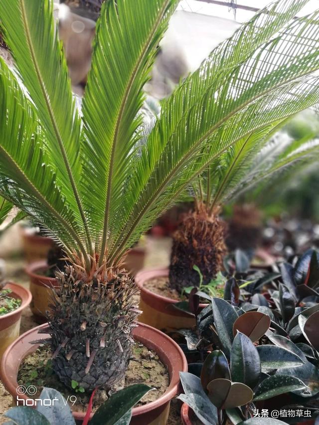 头条问答 - 铁树叶子能扦插活吗?需要做什么?(3个回答)