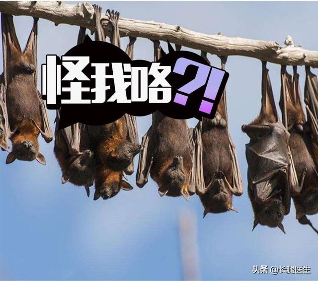 马来大狐蝠咬人图片:你觉得人生一世，有必要去一次的地方或吃一次的美食有哪些？