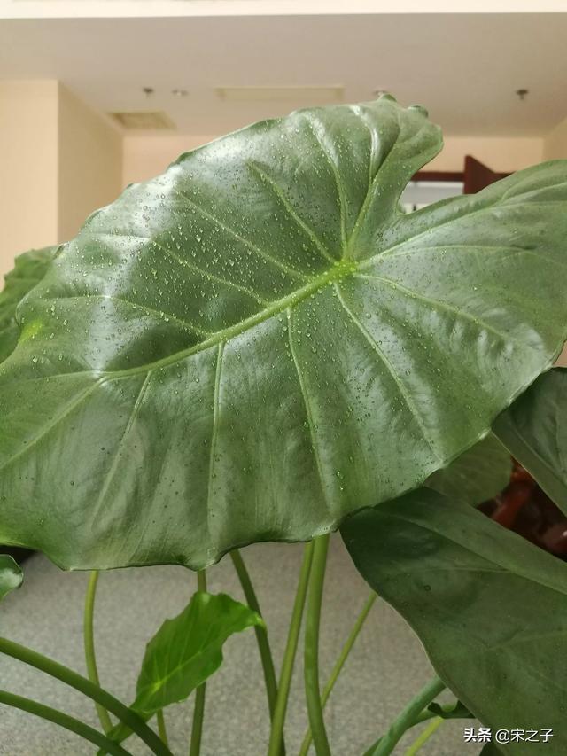 千万不能在家放大悲咒:有毒的花有哪些不能家里养