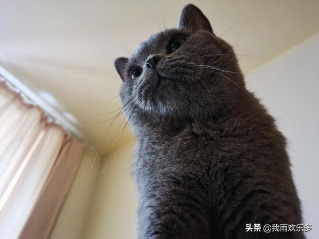 四个月的公猫发情正常吗:猫会在多大的时候发情，有哪些注意事项？