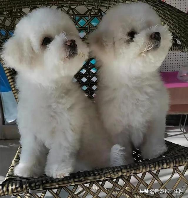 犬蛔虫病怎么用药物:如何给狗狗正确的体内驱虫？
