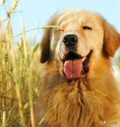 女王的柯基:你知道各大犬种的外号不？哪个外号让你印象深刻？