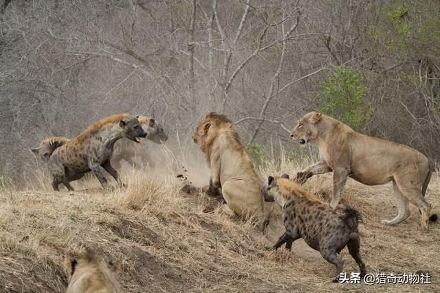 罗得西亚背脊犬捕猎非洲野犬:你都知道哪些互为冤家的猛兽？