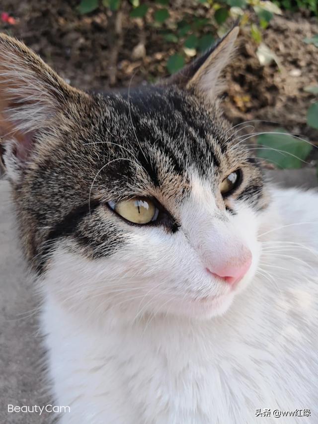 流浪狗和流浪猫图片:流浪狗和流浪猫在线阅读 看到流浪猫和狗就爱喂点吃的，流浪狗把人咬了。自己用负责吗？