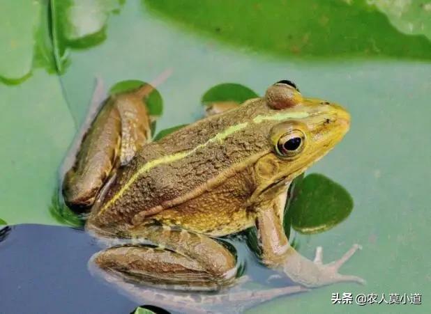 石蛙图片:养殖石蛙怎样才是正规的经营和销售？