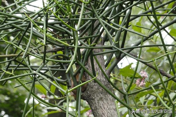 光棍树:光棍树是什么样的一种植物？