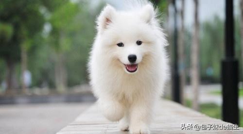 犬冠状病毒治疗呕吐:幼犬拉稀腥臭味拉水，幼犬拉水特别腥臭怎么解决呢？
