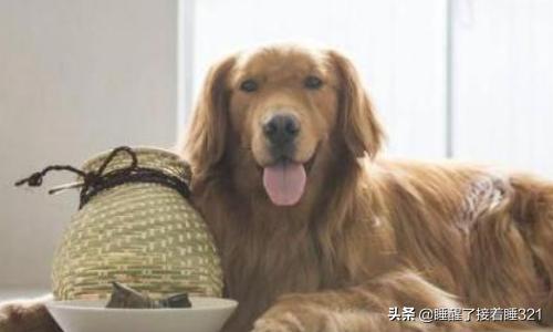 金毛犬的喂养:金毛犬饲养7大注意事项？