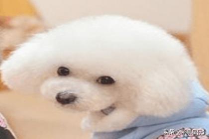 狗狗训练百科道客巴巴:怎么训练狗狗才是正确的方法？
