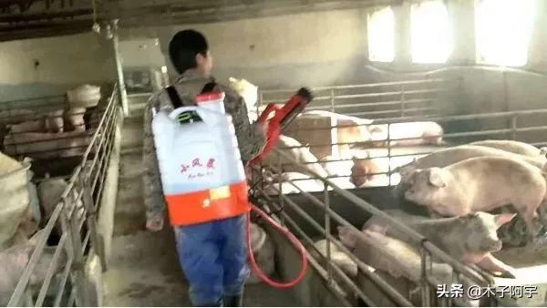 养殖场室内消毒用什么最好:84消毒液对养猪场有作用吗？