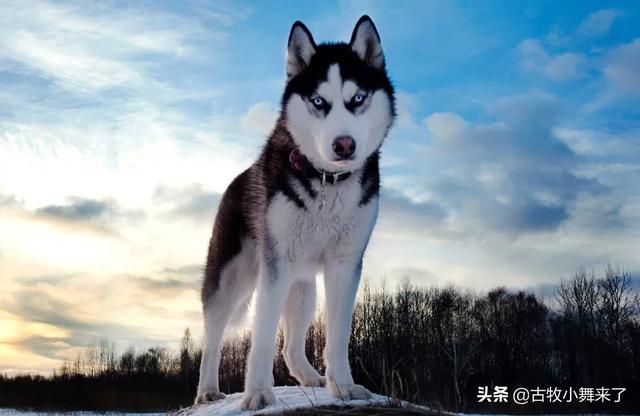 八哥狗图片大全可爱:巴哥、哈士奇、拉布拉多、边牧、土狗，哪种狗比较适合在农村养？