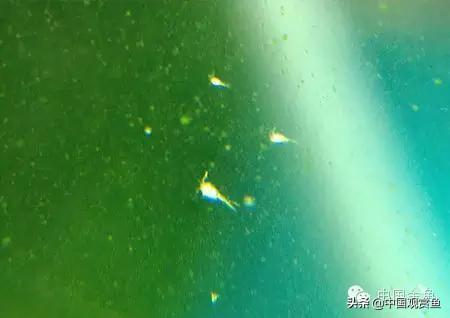 银锦鲤鱼吃什么食物:锦鲤鱼喜欢什么味型的食物？
