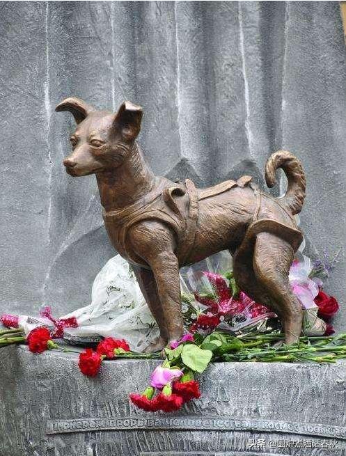 莱卡犬:64年前，苏联将一只3岁的小狗送入太空，是真的吗如今现状如何