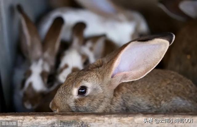 宠物兔养殖基地的兔舍常见形式:合肥有养兔的工厂，本人刚辞职准备回老家养殖。求大神们带？