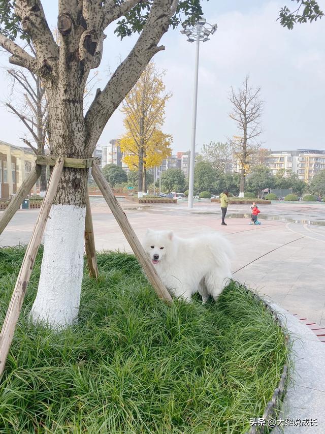 宠物推荐养什么，在城市里养什么宠物好呢？