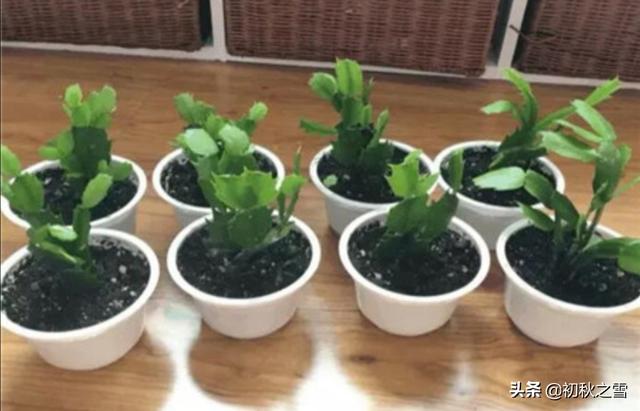 蟹爪兰图片养护:叶仙嫁接的蟹爪兰夏季怎样养护？