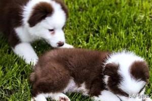狗狗鼻子干怎么回事:泰迪犬鼻子干是怎么回事？