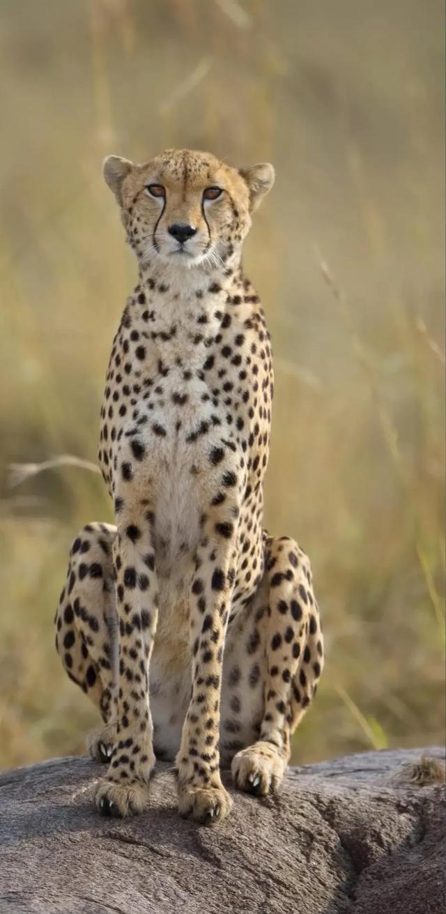 您知道家鹅的祖先是什么动物吗:老虎、狮子、猫和豹子属于猫科动物，它们的祖先是什么动物呢？