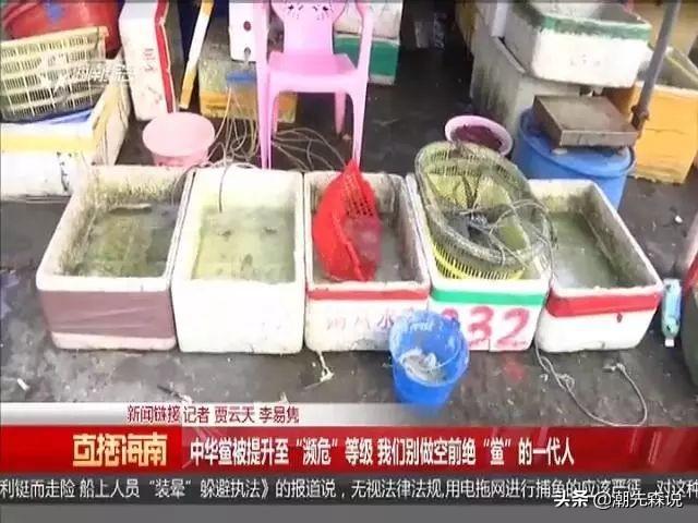 美国夫妇捕获一只紫色小松鼠:小时候经常见的翠鸟，怎么突然见不到了？