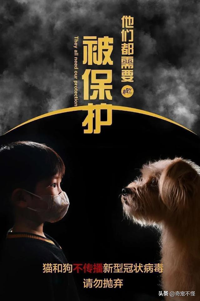 宠物资讯新闻:抗击新冠病毒疫情中，怎么管理好家中的宠物？已发现疑是被遗弃？