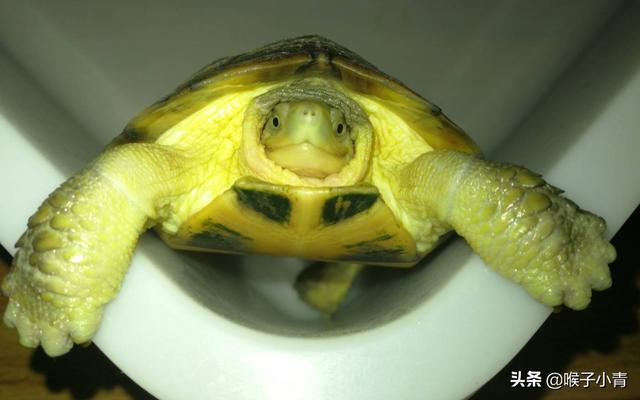乌龟暴毙:乌龟买了两天就死了怎么回事？