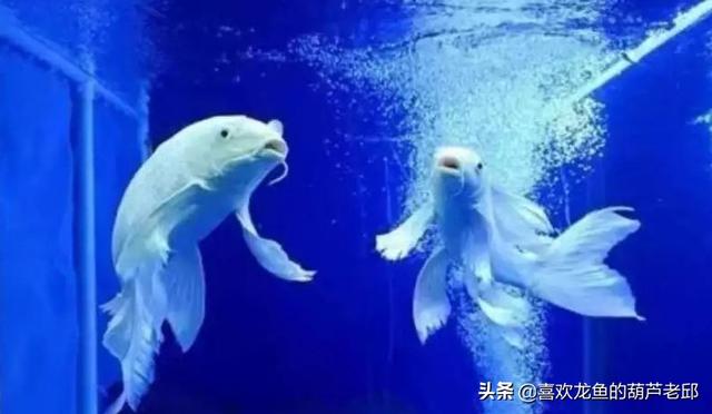 家用大鱼缸养鱼知识:鱼缸内该不该放水草？饲养观赏鱼后，水草对水质有没有影响？ 家庭鱼缸养鱼知识大全