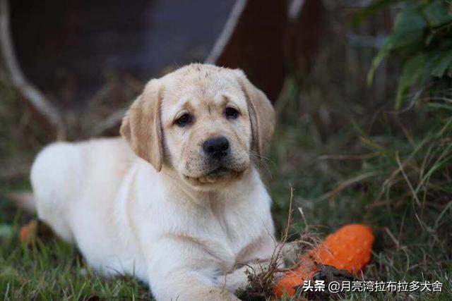 拉布拉多犬有什么缺点，拉布拉多犬究竟有什么优点和不足，在家里养可以吗